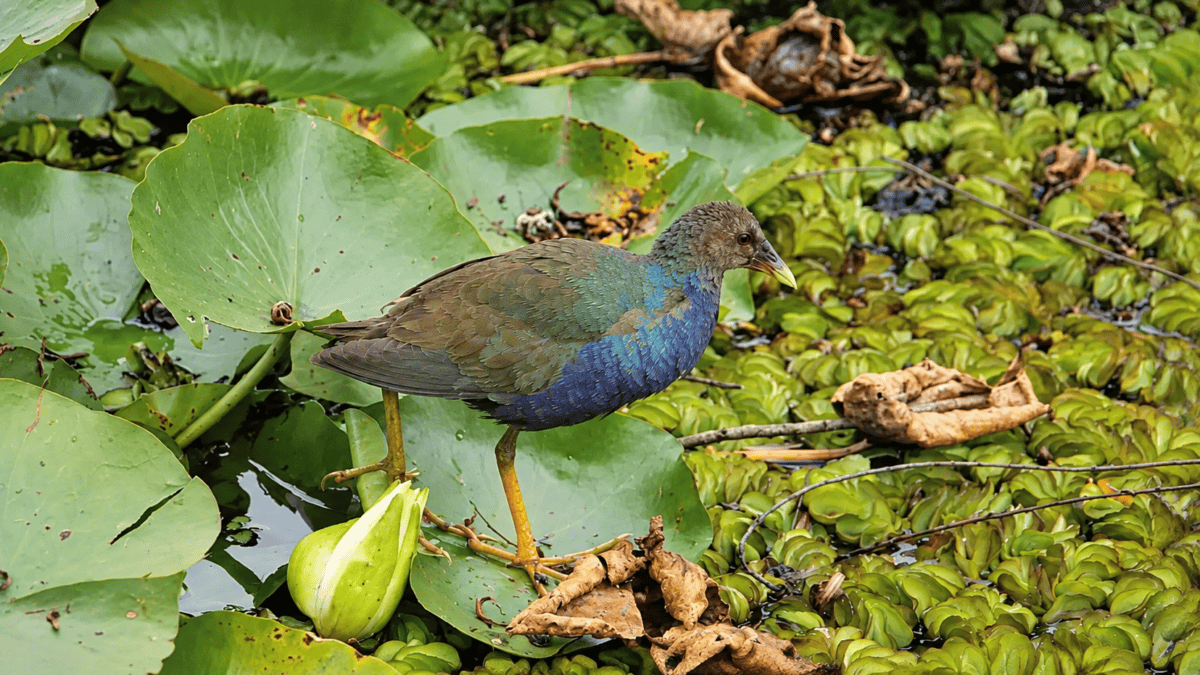 Metade do PIB Depende da Natureza, Segundo o WWF — Perda de Biodiversidade Ameaça a Economia Mundial