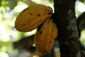 O tempo seco na Costa do Marfim, principal produtora, e em partes de Gana, segunda maior produtora, também está sustentando os preços do cacau