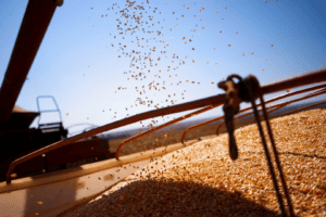 A Associação Nacional dos Exportadores de Cereais (Anec) elevou a sua previsão de exportação de milho do Brasil em outubro para quase 7 milhões de toneladas