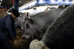 Não há relato de transmissão de gado para humanos ou de humano para humano