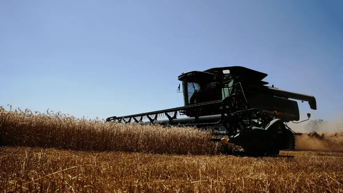 Geadas Tardias Causam Perdas de até 15% em Algumas Áreas de Trigo na Argentina, Diz Bolsa