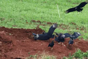 Até o momento, apenas o México e a Malásia impuseram proibições ao frango do Brasil, enquanto China, Chile, Rússia restringiram as compras apenas do Estado de Santa Catarina