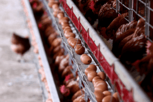O avanço foi puxado principalmente pela alimentação de frangos de corte, cuja produção cresceu 5,3% no período