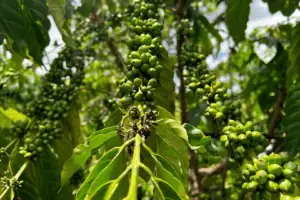 Na Indonésia, os grãos de café robusta de Sumatra foram oferecidos com um prêmio de US$220 em relação ao contrato de novembro