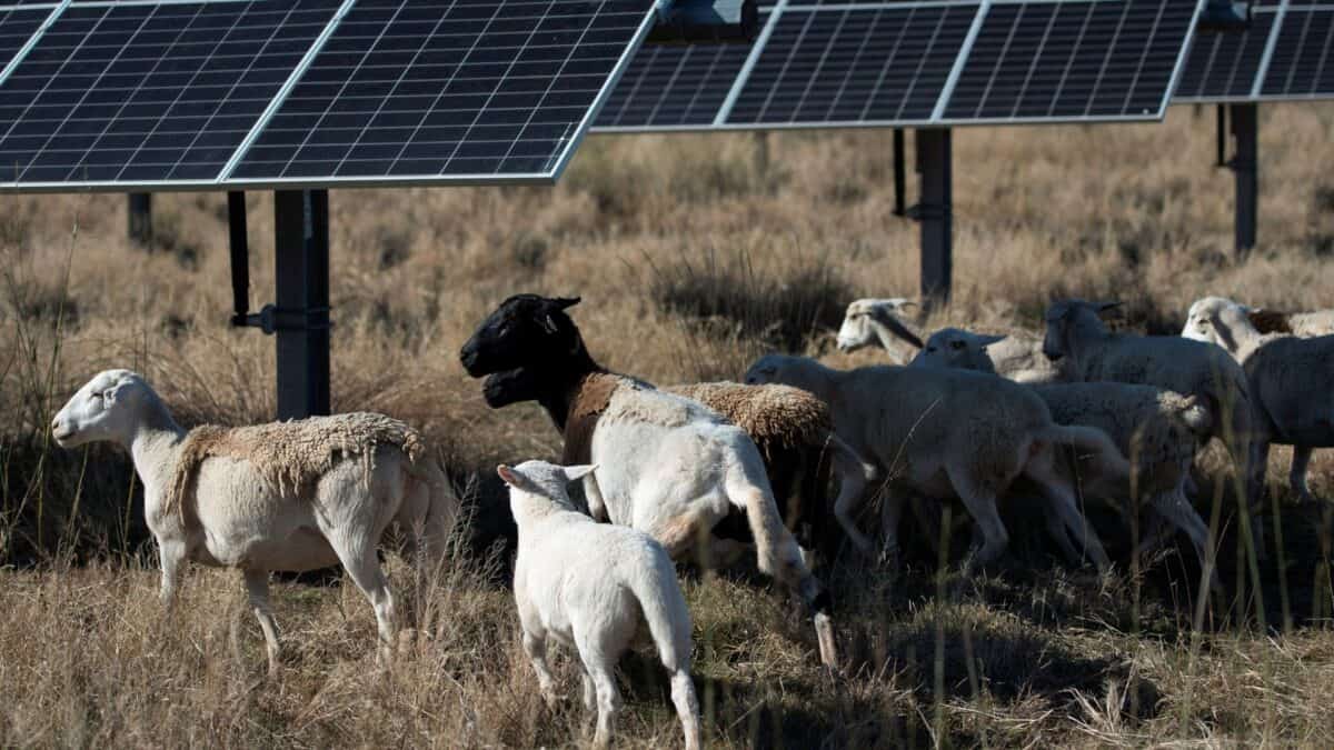 Painéis solares em fazenda americana