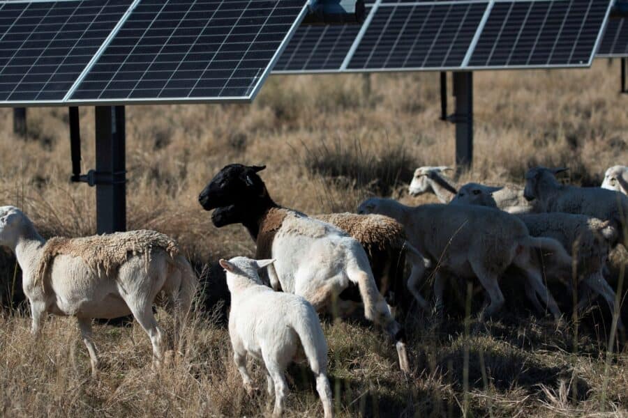 Ovelhas pastam sob painéis solares em uma fazenda administrada por Chad Raines, no Texas