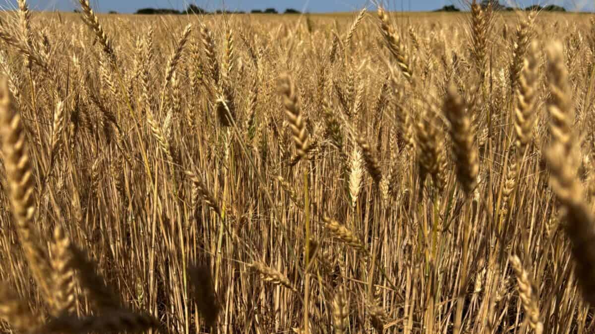 Dívida Agrícola dos EUA Recorde Esconde Risco Oculto