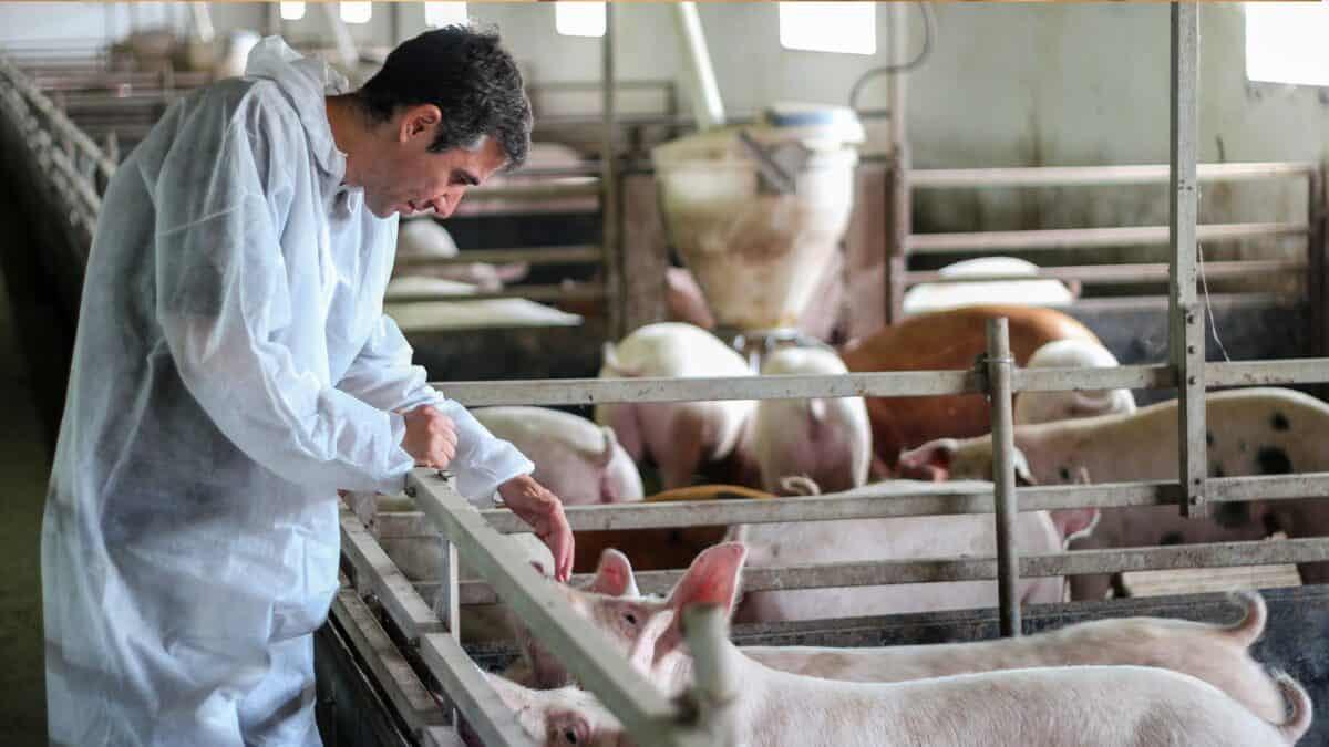 Entenda: Alianima Lança Observatório Suíno 2026 e Aponta Atrasos nas Metas de Bem-estar Animal