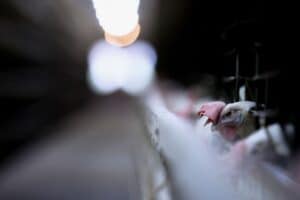 China Limita Embargo À Carne de Frango Ao Território Catarinense após Caso de Doença de Newcastle