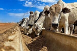 Proteína Animal e Insumos Impulsionam Faturamento Recorde no Agro100 2026