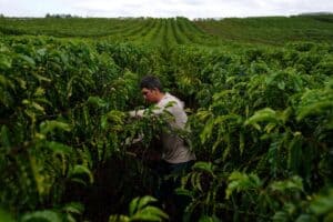 Alta do Café na América Central Estabelece Piso para Preços Globais da Commodity