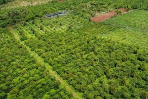 Produção de Café do Vietnã Deve Ficar Estável em 2026/27, Mas El Niño Ameaça Próxima Safra