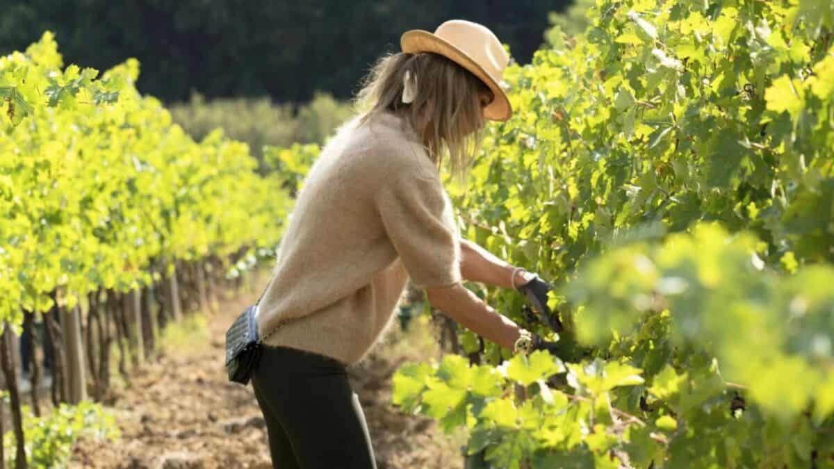 Vinhedos no Douro durante a colheita de uvas
