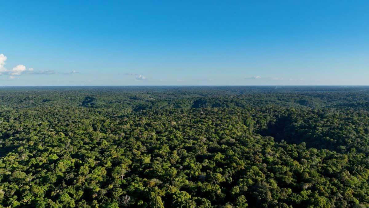 Em destaque: Holanda Destina até US$ 500 Milhões para Fundo de Florestas Tropicais Liderado Pelo Brasil