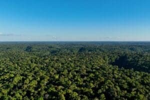 Holanda Destina até US$ 500 Milhões para Fundo de Florestas Tropicais Liderado Pelo Brasil