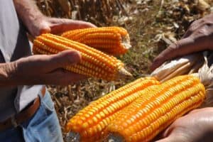Embrapa Recebe Recursos da FAO para Preservar Sementes de 400 Famílias no Brasil