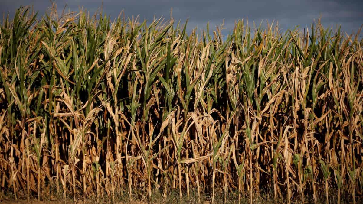 Campo de milho afetado por seca na França