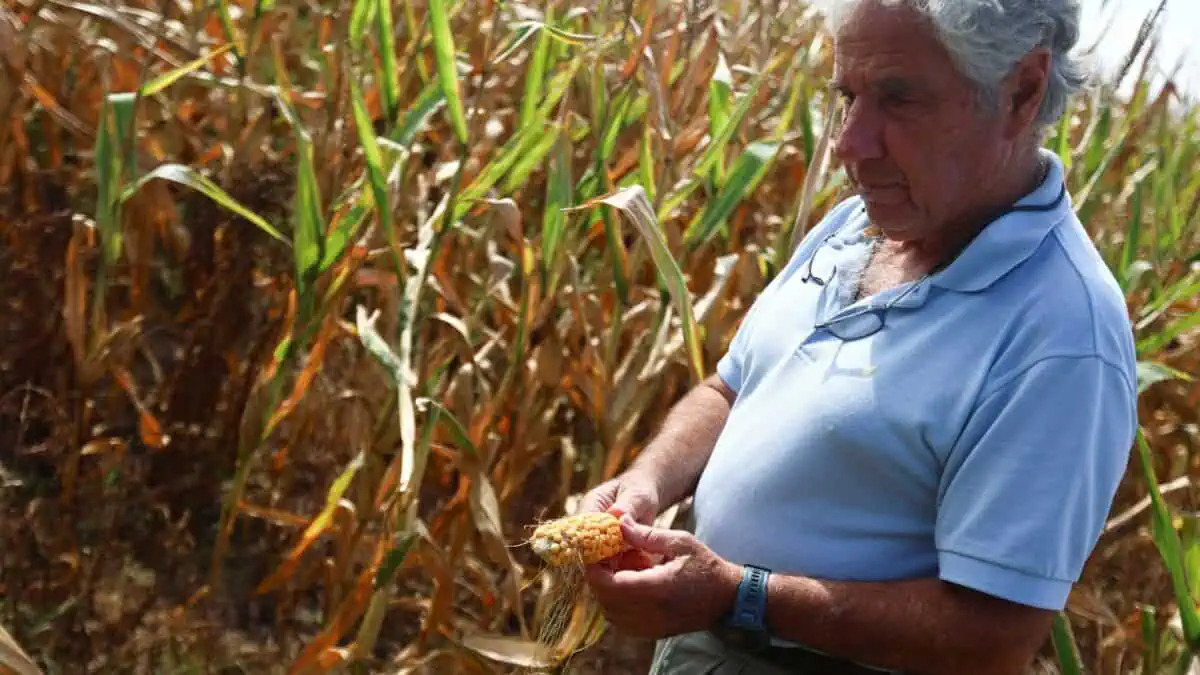 Em destaque: Adido do USDA Eleva Projeção de Milho da Argentina para 62 Milhões de Toneladas em 2026/27