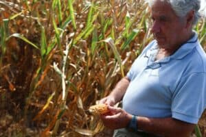 Adido do USDA Eleva Projeção de Milho da Argentina para 62 Milhões de Toneladas em 2026/27