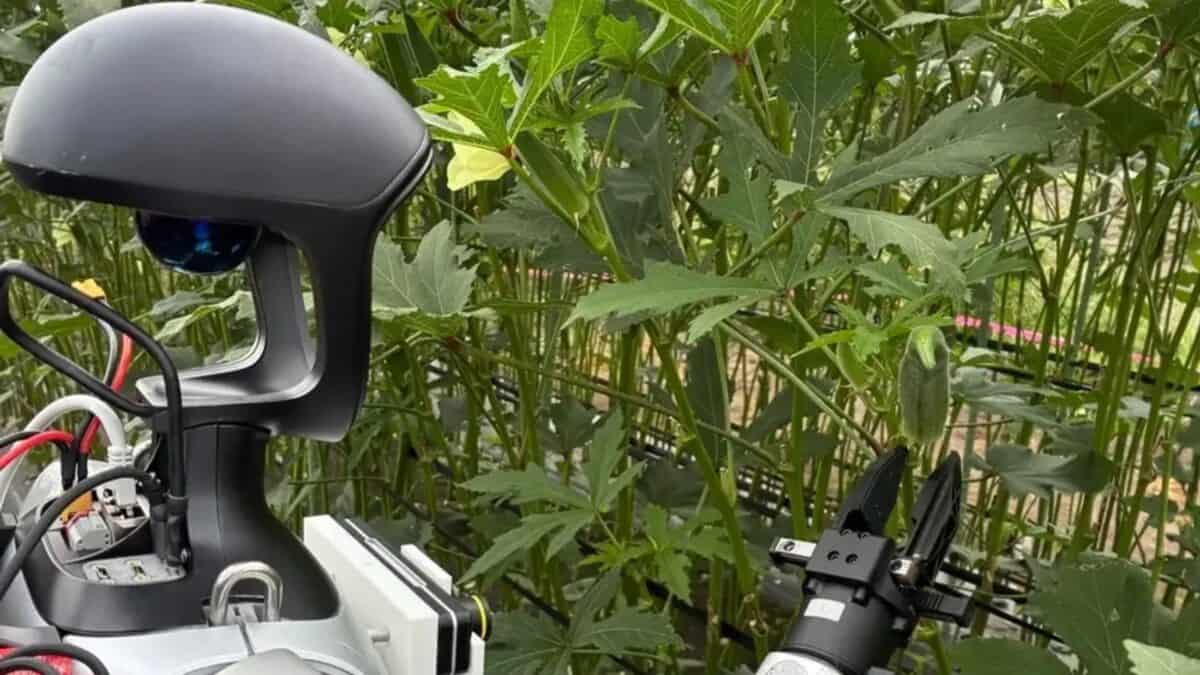 Por Que os Japoneses Estão Ensinando Robôs Humanoides a Colher Quiabo?