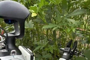 Por Que os Japoneses Estão Ensinando Robôs Humanoides a Colher Quiabo?