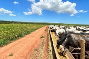 Emissões da Agropecuária Ficam em 626 Milhões de Toneladas de CO₂ em 2025, Diz Imaflora