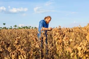 Embrapa Lança Plataforma com 163 Medidas para Proteger o Agro dos Efeitos do El Niño