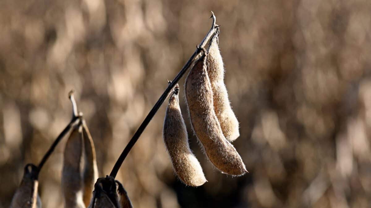 Fique por dentro: Sinograin Vende 172,2 Mil Toneladas de Soja Importada em Leilão na China