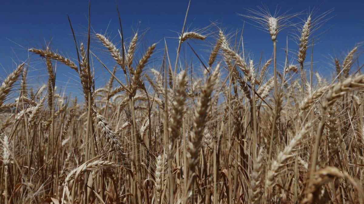 Trigo pronto para colheita em campo ucraniano