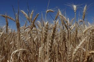 Área de Trigo na Ucrânia Pode Recuar 17% por Limitações no Escoamento